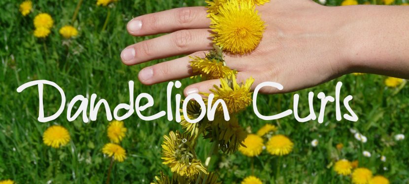 Dandelion Curls